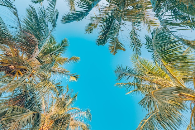 Palm trees against a blue sky