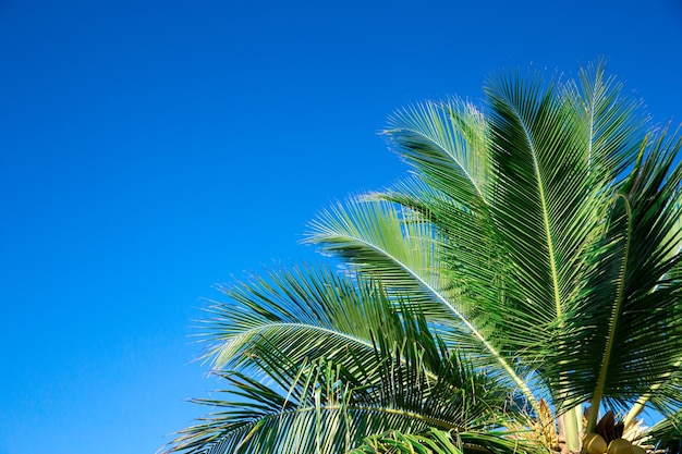 Palm trees against blue sky