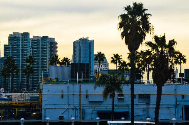 Photo palm trees against buildings in city