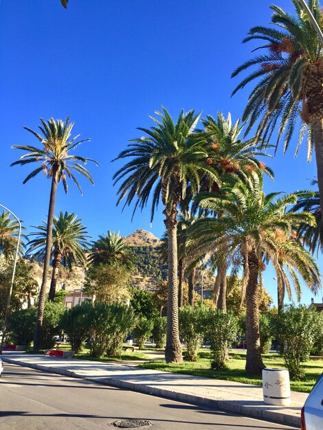 Palm trees against clear blue sky