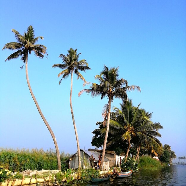 Palm trees against clear blue sky