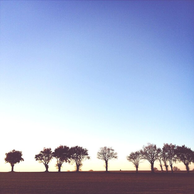 Foto palme contro un cielo blu limpido