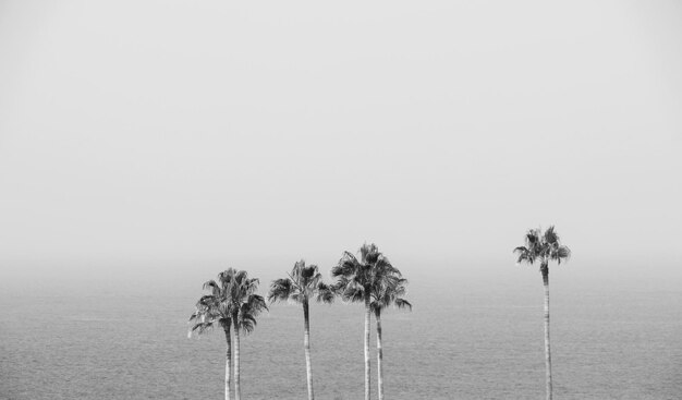 Photo palm trees against clear sky