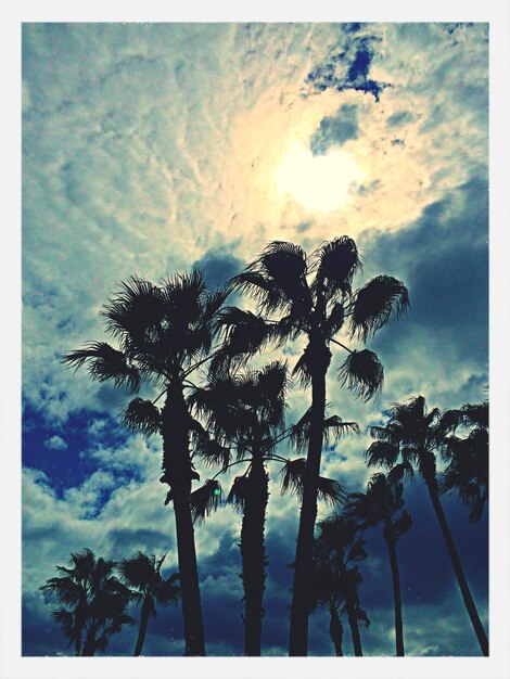 Photo palm trees against cloudy sky