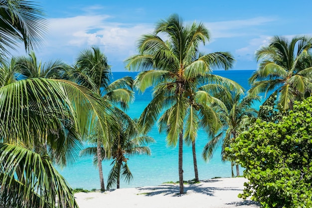 Palm trees against sea during sunny day