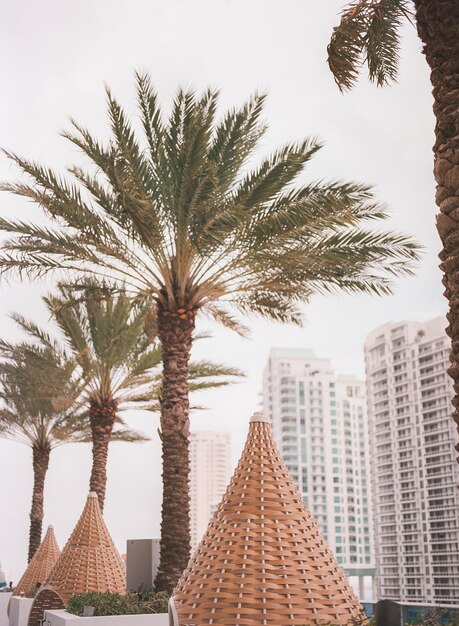 Palm trees against sky in city