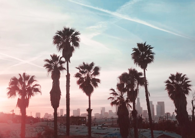 Photo palm trees against sky during sunset