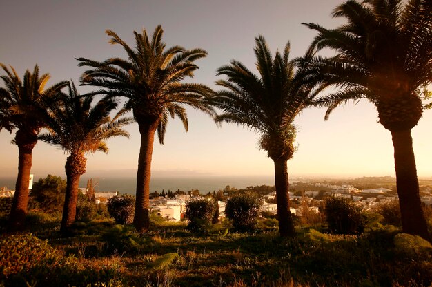 Photo palm trees against sky during sunset