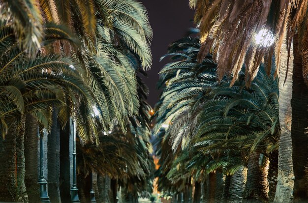 Photo palm trees against sky at night