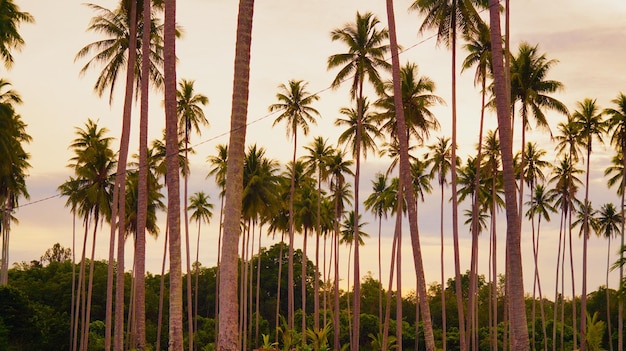 Photo palm trees against sky at sunset