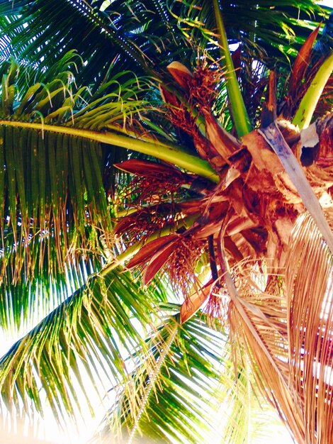 Palm trees against sky