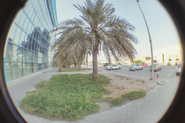 Photo palm trees against sky