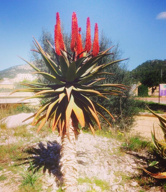 Foto palme contro il cielo