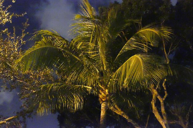 Palm trees against sky