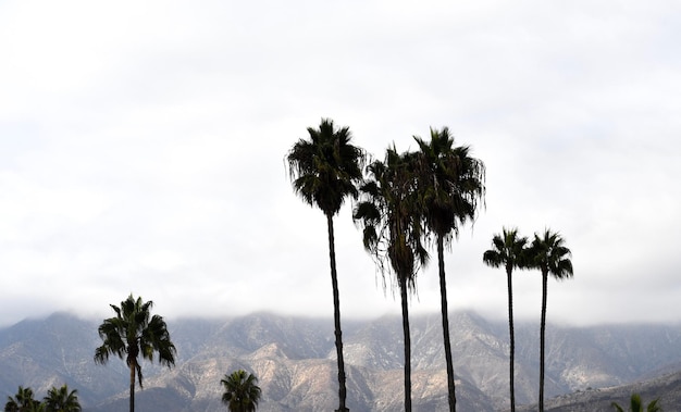 Photo palm trees against sky