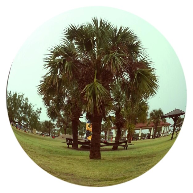 Palm trees against sky