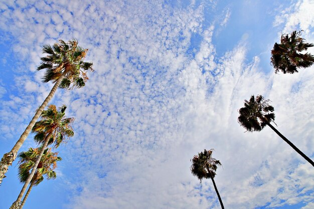 Foto palme contro il cielo estivo