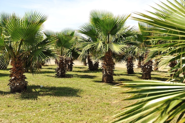 Palm trees alley on sea