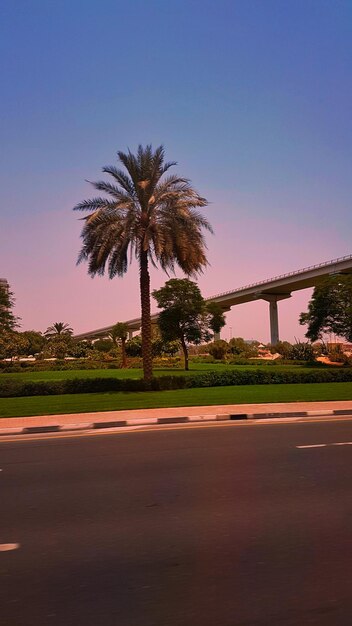 Palm trees along road