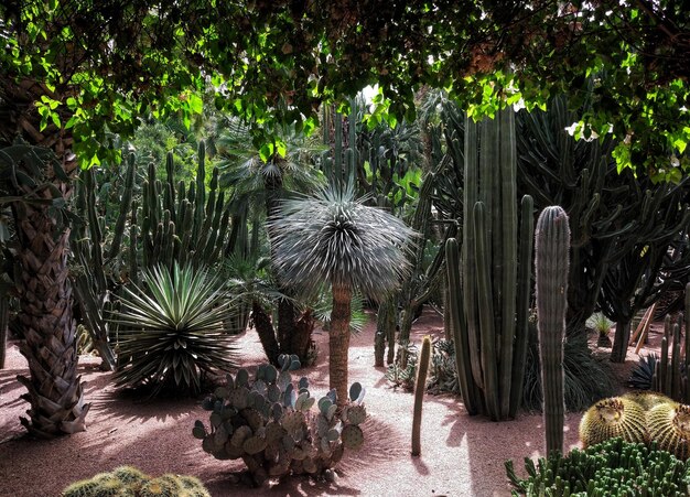 写真 パームの木と植物