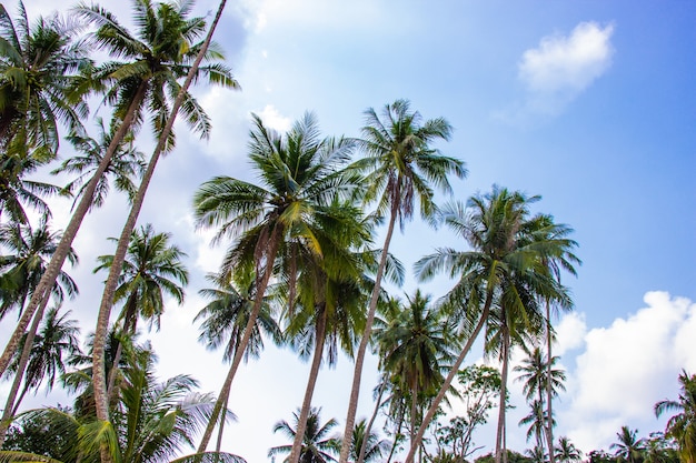 写真 タイのトラート州クッド島の美しいエリアで明るいヤシの木と空