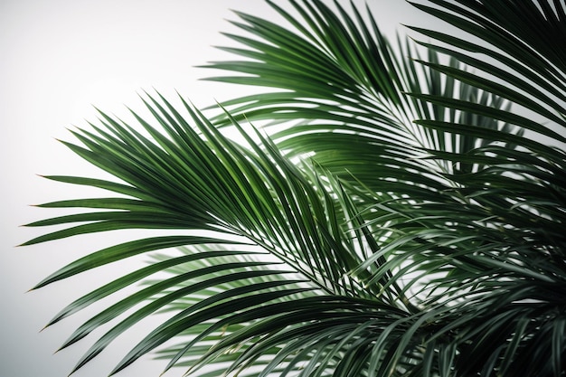 Palm trees are a common sight in the tropical climate.