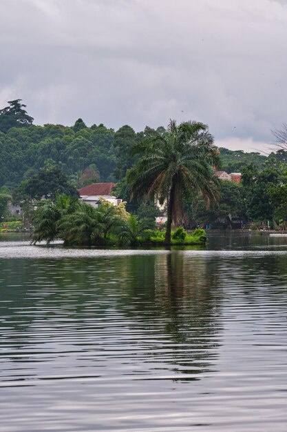 Palm trees are in the middle of an artificial lake