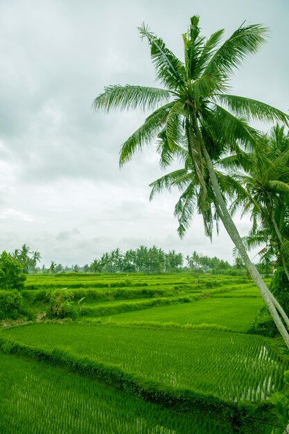 Palm trees are above rice terrace