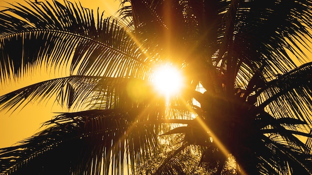 Palme sullo sfondo di un bel tramonto. foglie di palma tropicale, sfondo con motivo floreale, foto reale