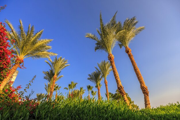 Palme sullo sfondo del cielo blu