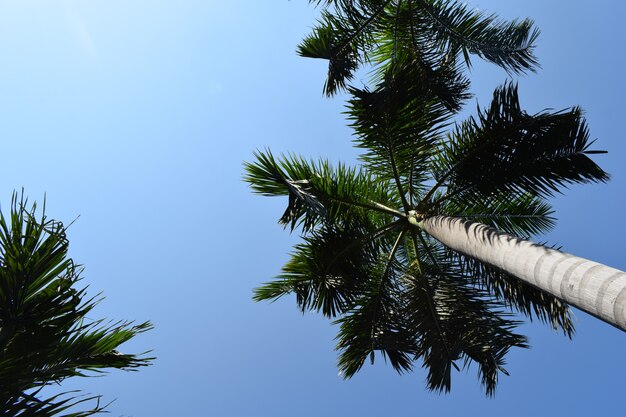 Palm Trees, Background