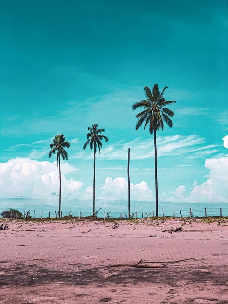 Palm trees on beach against blue sky