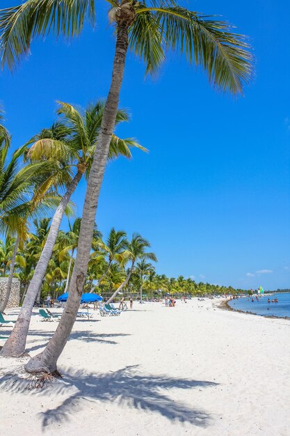 Palm trees on beach against blue sky