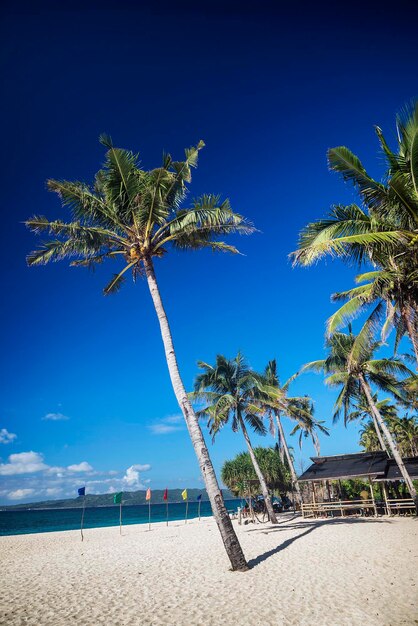 Palm trees on beach against blue sky