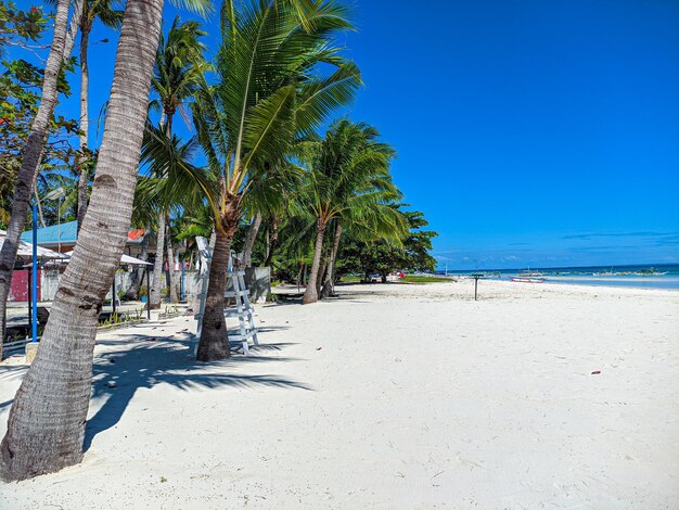 Palm trees on beach against blue sky