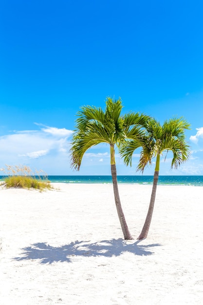 Palm trees on beach against blue sky