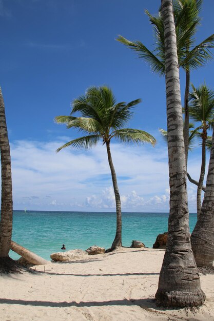 Palm trees on beach against blue sky