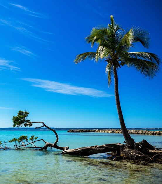 Palm trees on beach against blue sky