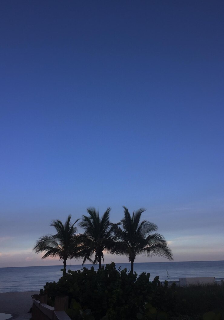 Photo palm trees on beach against blue sky