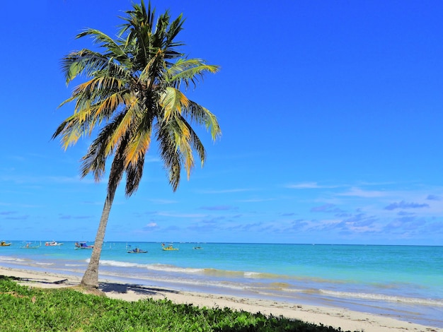 Palm trees on beach against blue sky