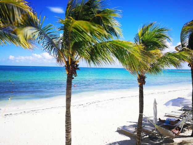 Photo palm trees on beach against blue sky