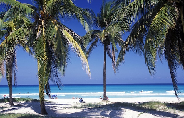 Photo palm trees at beach against blue sky