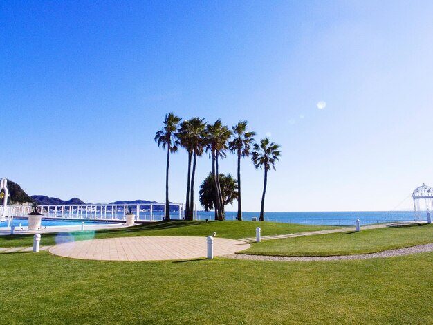 Foto palme sulla spiaggia contro un cielo blu limpido