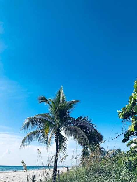 Palm trees on beach against clear blue sky