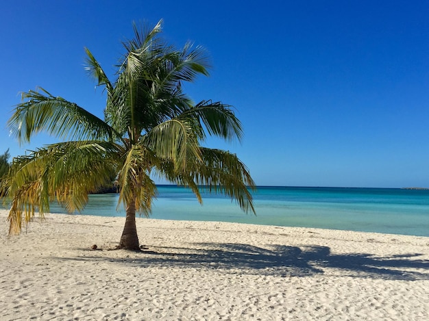 palm trees on beach against clear blue sky