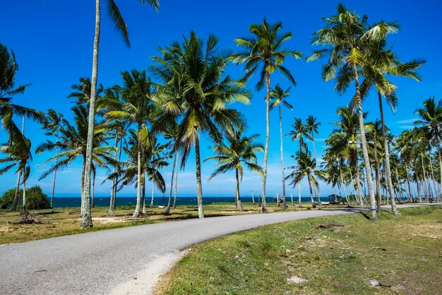 Palm trees on beach against clear blue sky