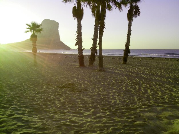 Foto palme sulla spiaggia contro un cielo limpido durante il tramonto