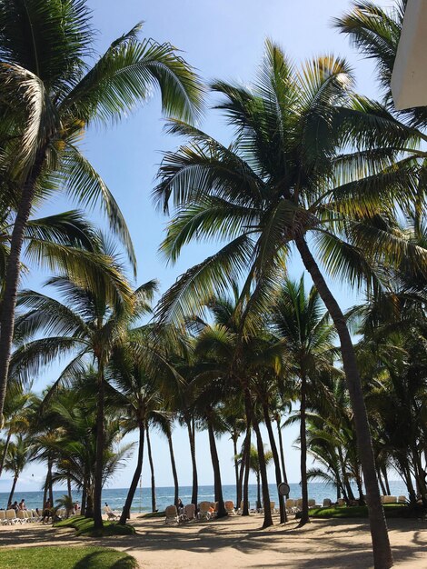 Palm trees on beach against clear sky