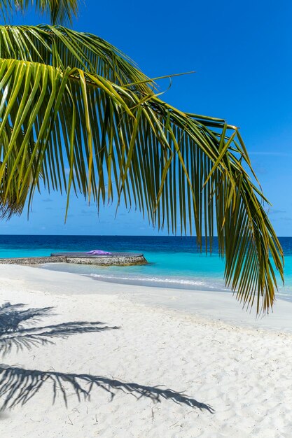 Palm trees on beach against clear sky