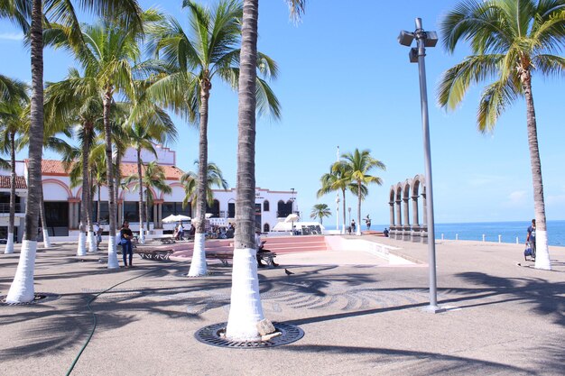 Palm trees on beach against clear sky